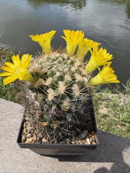 Preview: Weingartia lanata